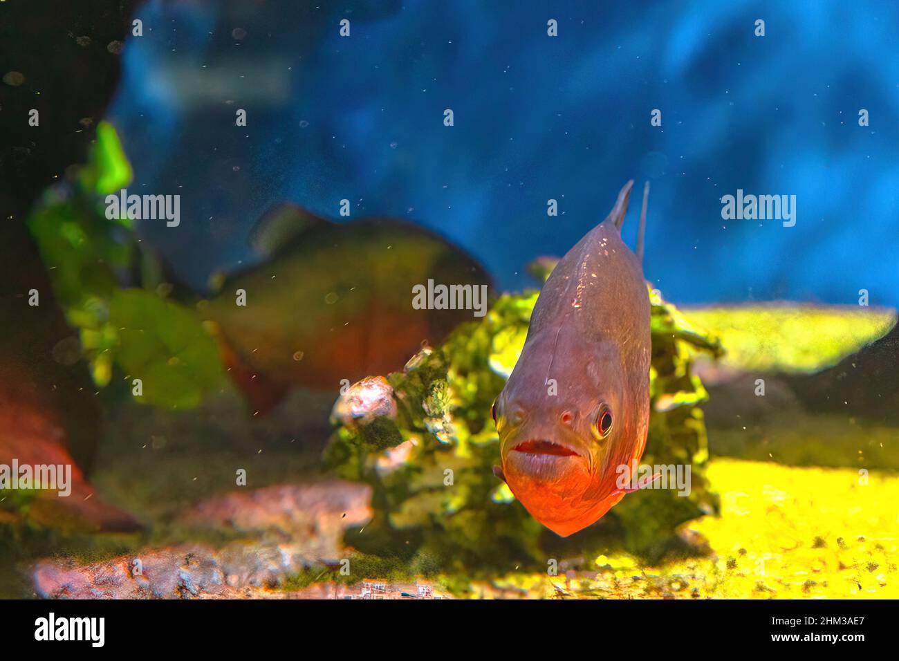 Close up of Red-bellied piranha in fish tank. Pygocentrus nattereri species from South America. Living especially in Amazon, Paraguay and Brazil Stock Photo