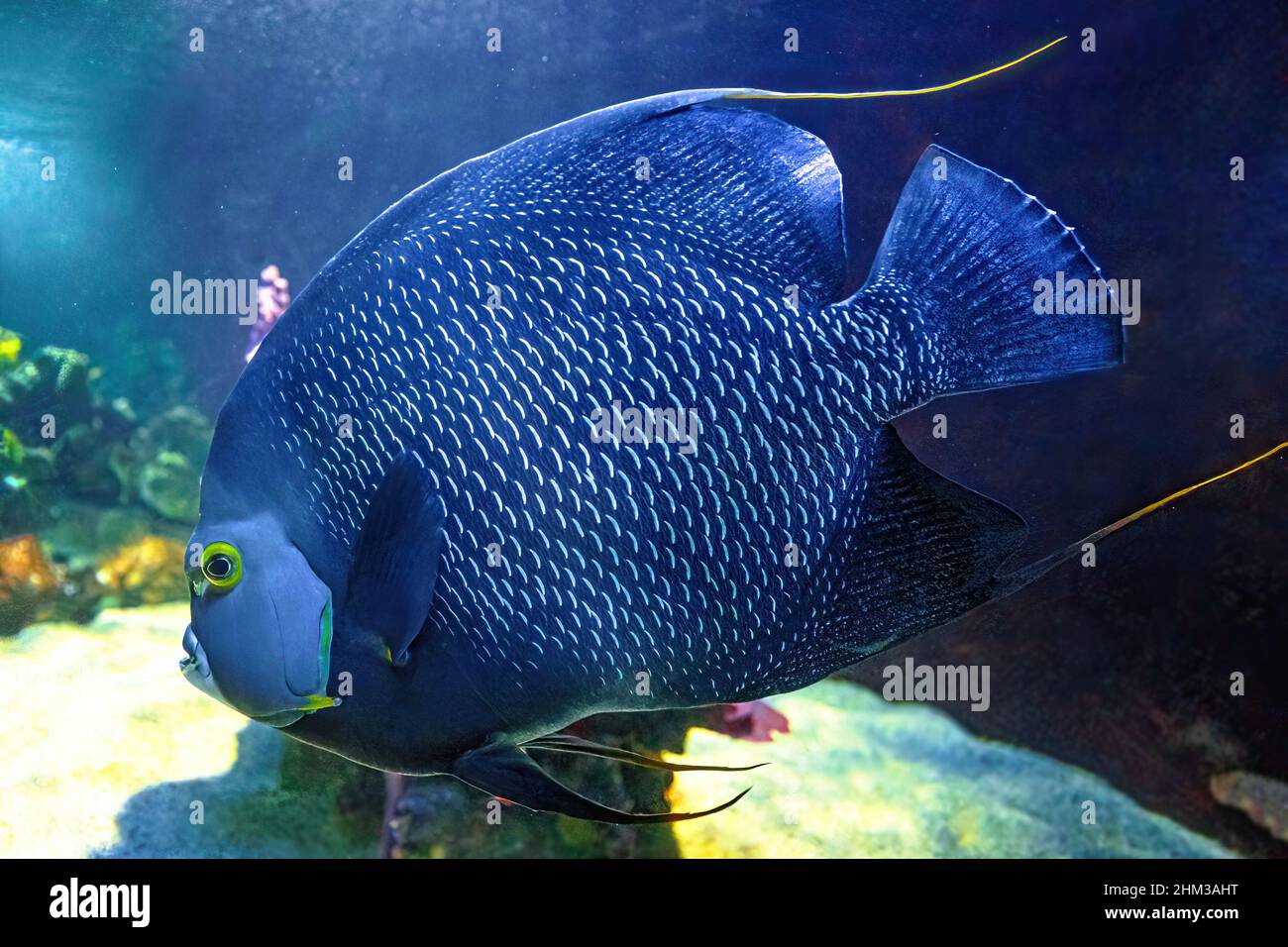 Close up of French angelfish of aquarium fish tank of coral reef. Pomacanthus paru species living in the Western and eastern Atlantic Ocean, the Gulf Stock Photo