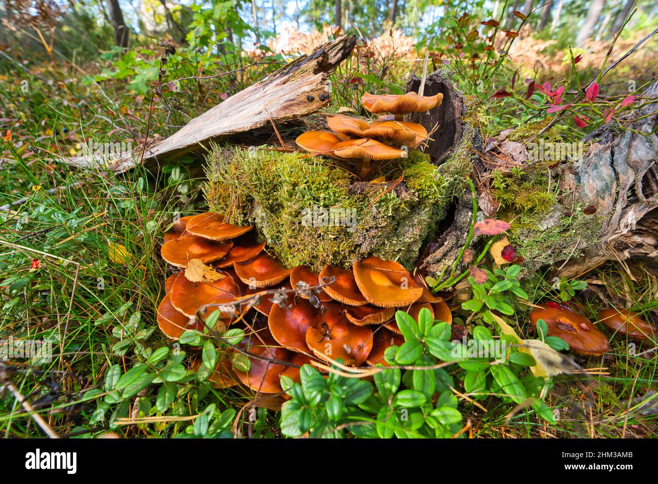 Very rare forest mushroom. Extremely poisonous. Omphalotus olearius or orange jack o lantern mushroom gills Stock Photo