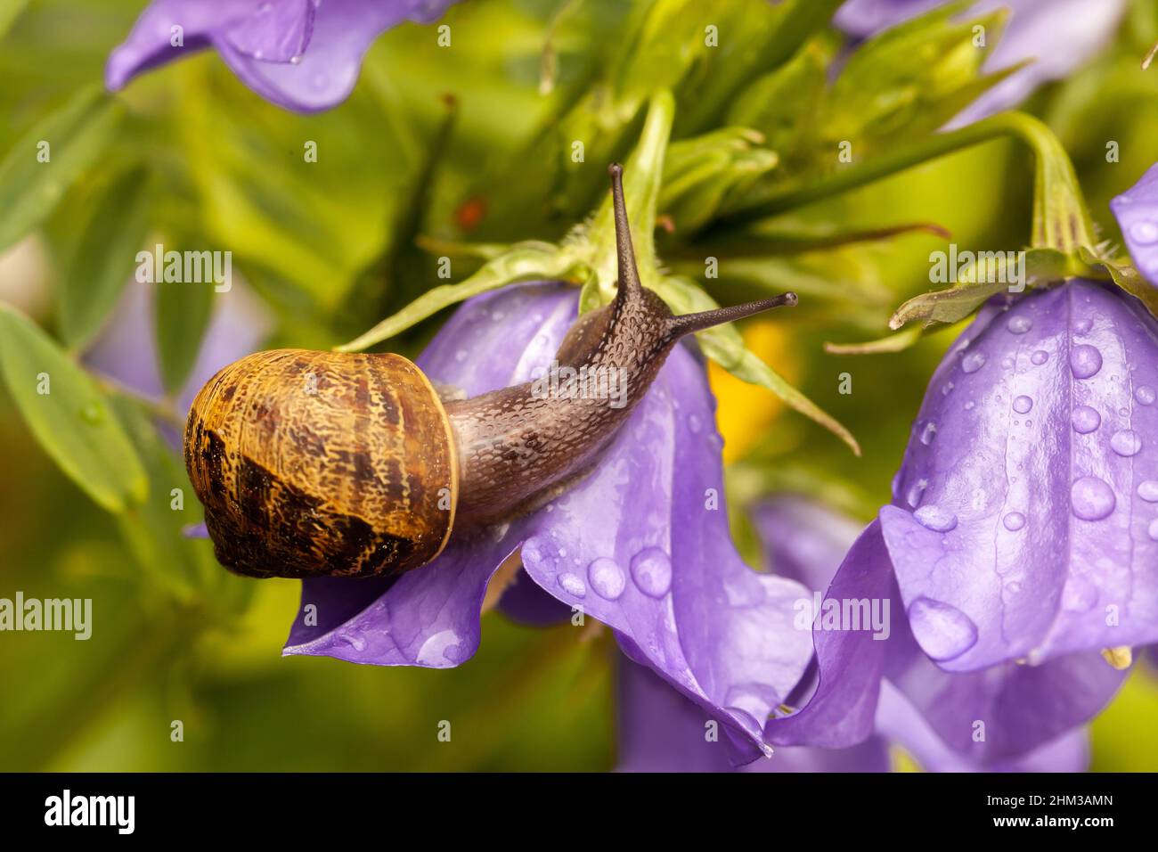 Garden snail on purple Campanula flower petal. Close up macro of gastropod and beautiful flower Stock Photo