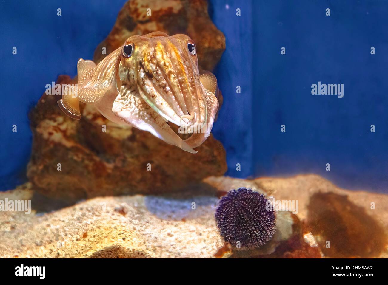 front view of a Sepia officinalis species living in the Mediterranean Sea, North Sea, and Baltic Sea or South Africa. Common cuttlefish in aquarium Stock Photo