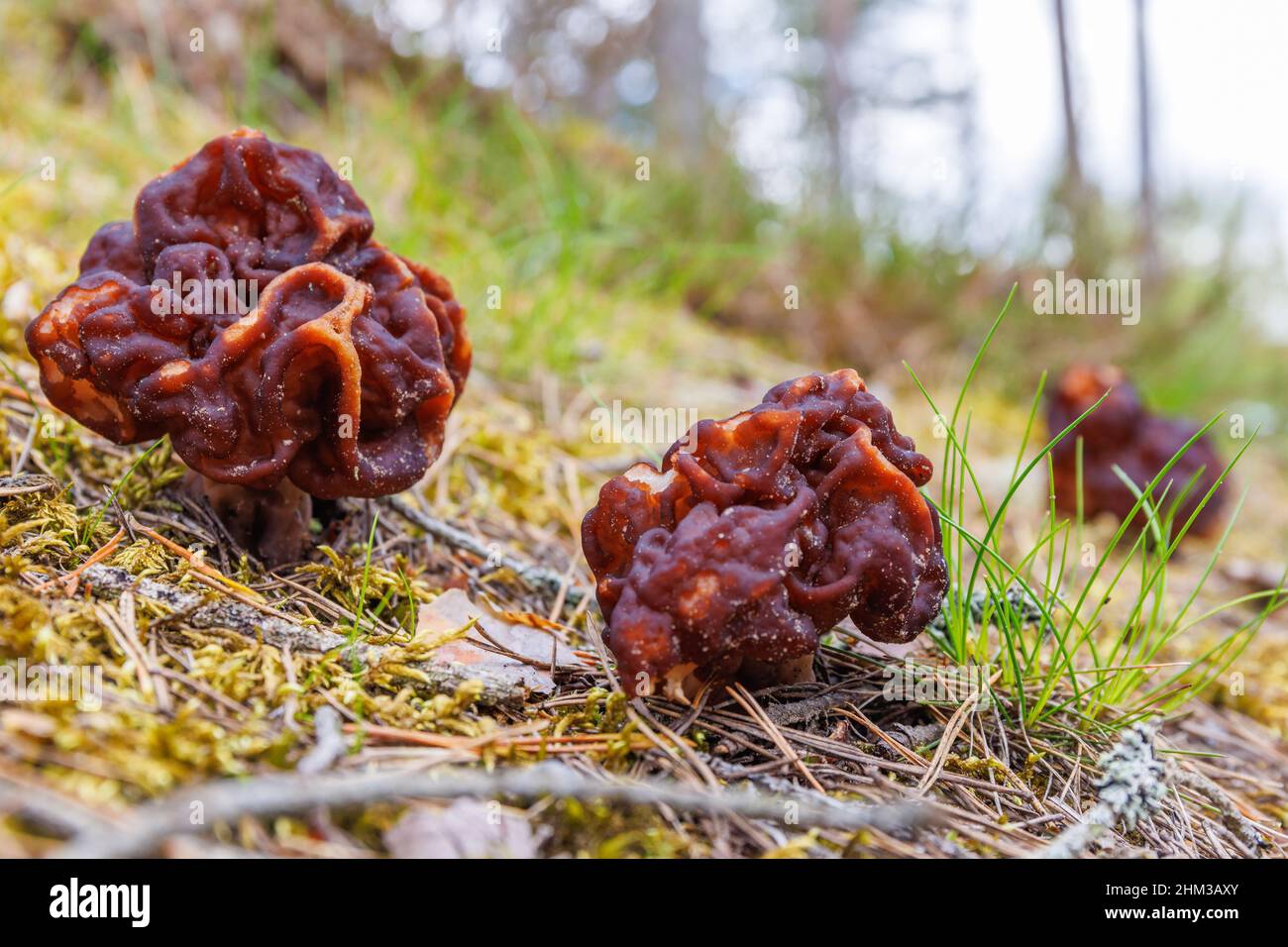 Morel mushrooms in the forest Stock Photo