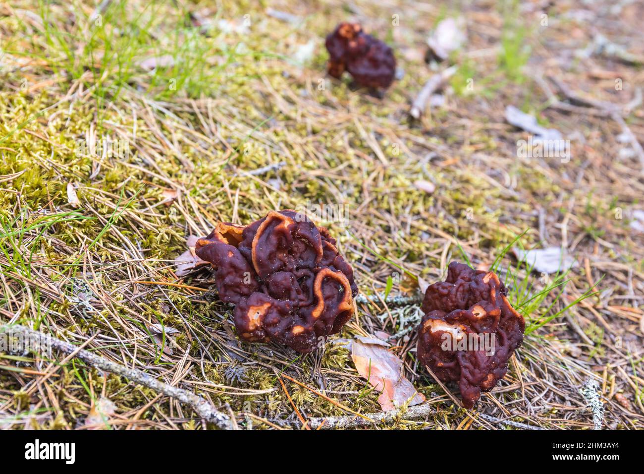 Gyromitra esculenta fungus on the forest floor Stock Photo