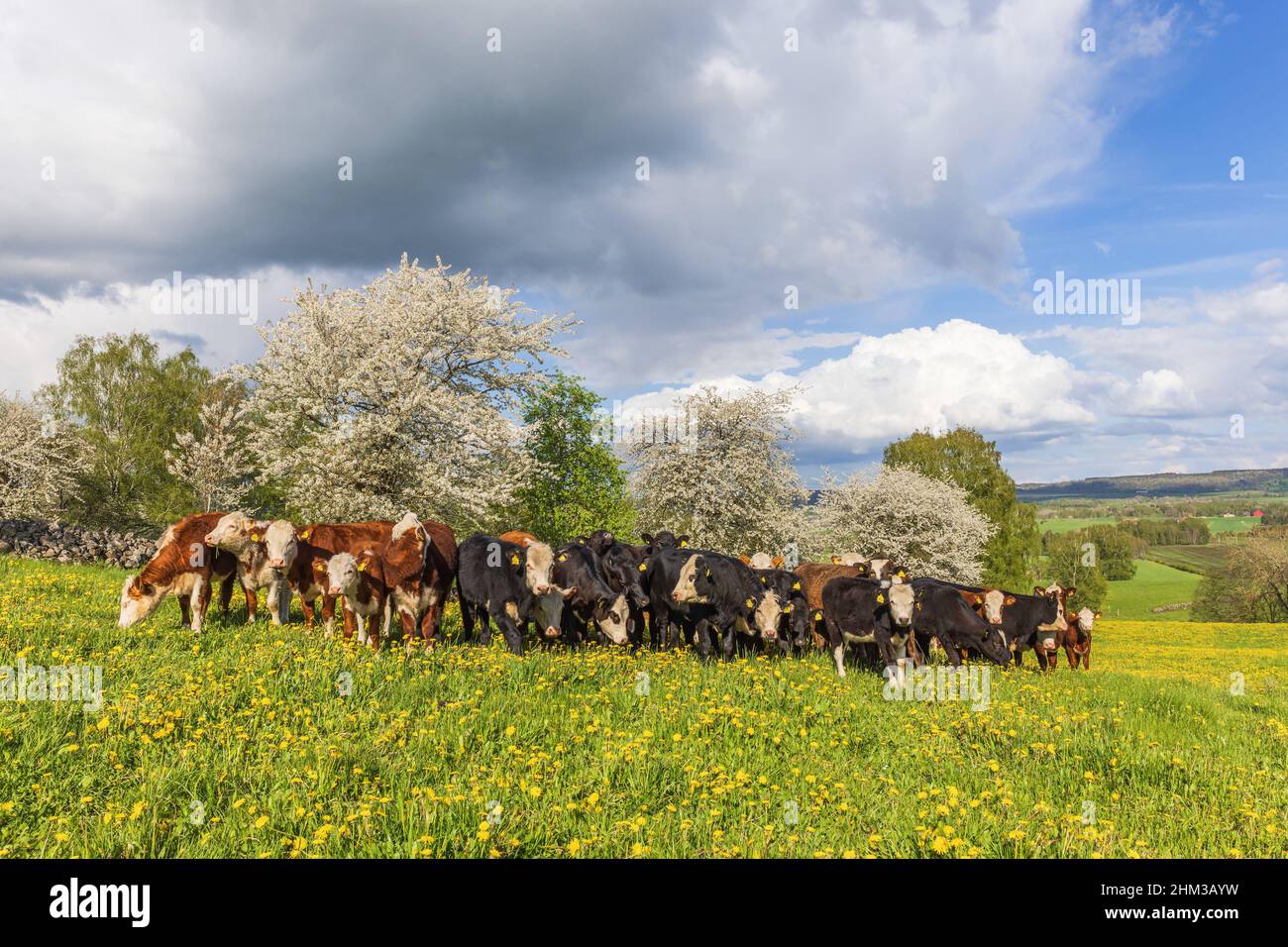 Grazing herd of cows on a flowering meadow Stock Photo - Alamy