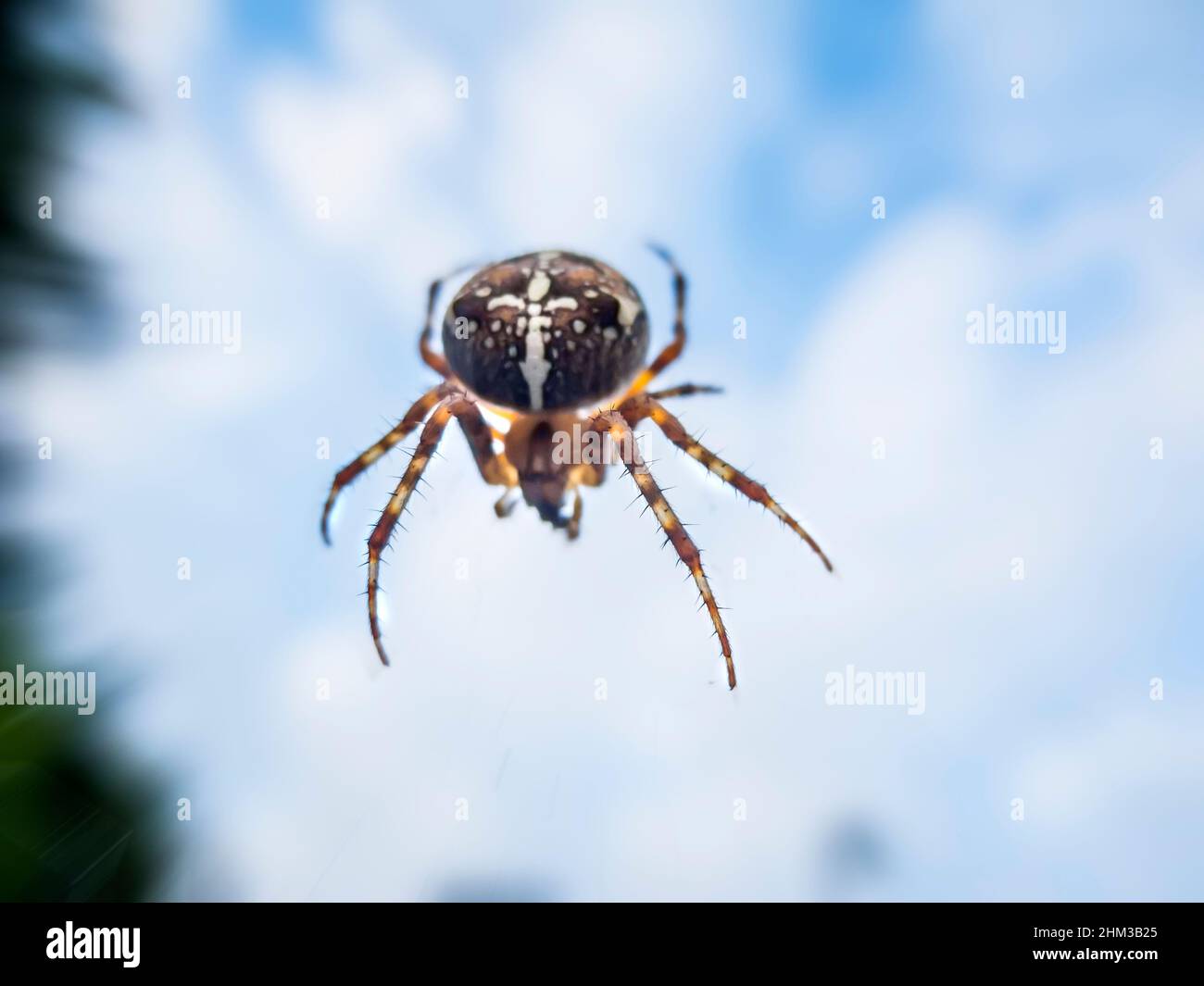 Macro view of a garden spider against a cloudy sky with shallow depth of field. Stock Photo