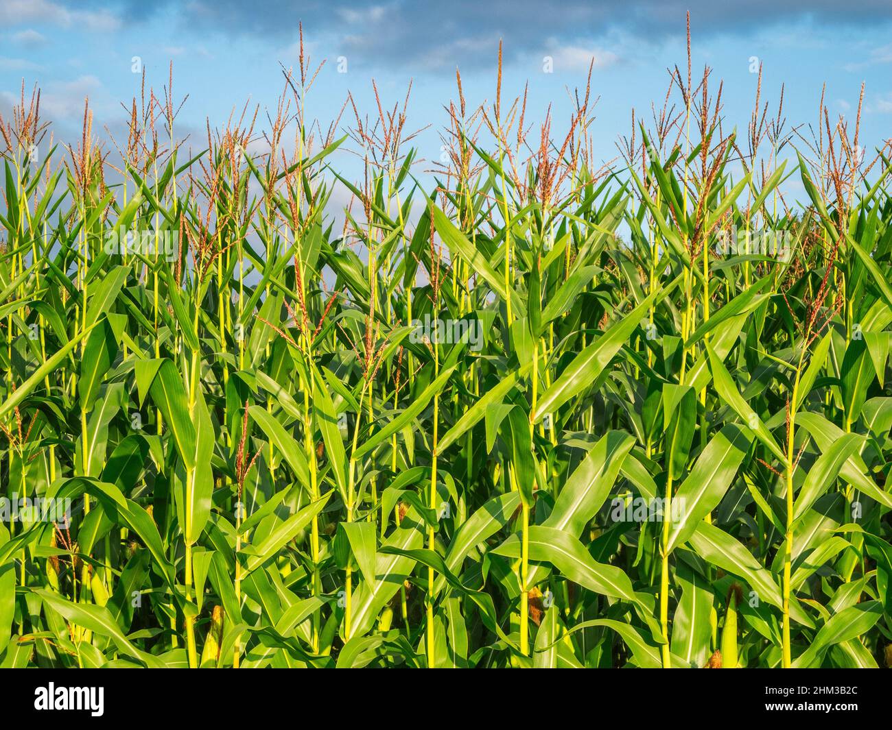Frontal semi-close view of the upper corn plant parts at the edge of a corn field against a cloudy blue sky. Stock Photo