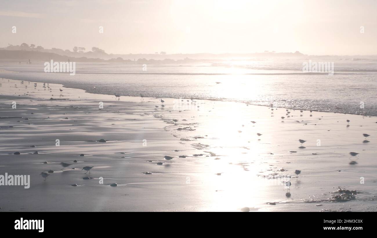 Ocean waves, many quick sandpiper birds, small sand piper plover shorebirds flock, Monterey beach wildlife, California coast sunset, USA. Sea water tide, littoral sand. Tiny fast young baby avian run. Stock Photo