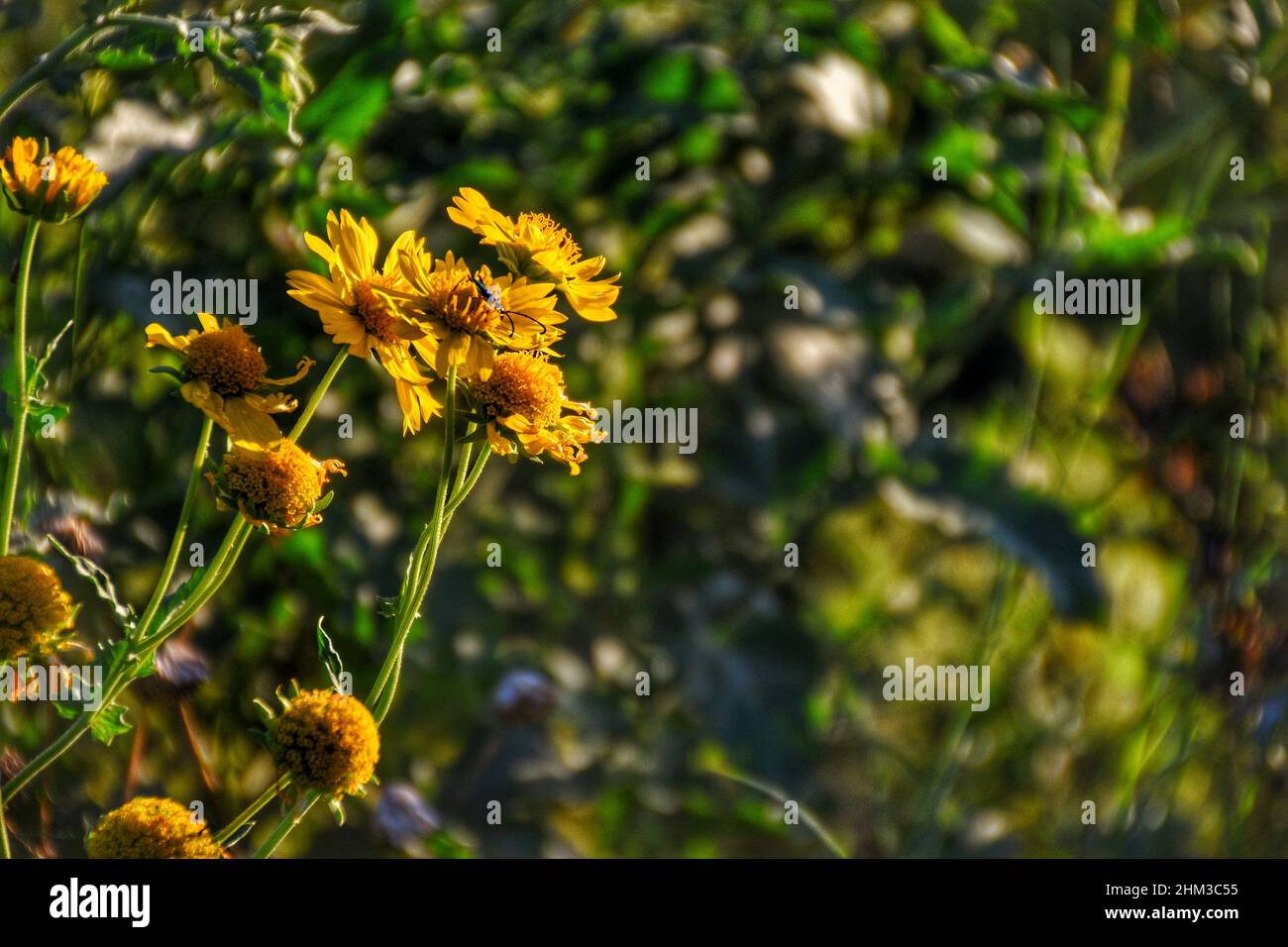Closeup of Verbesina encelioides, names include golden crownbeard, gold weed, wild sunflower. Stock Photo