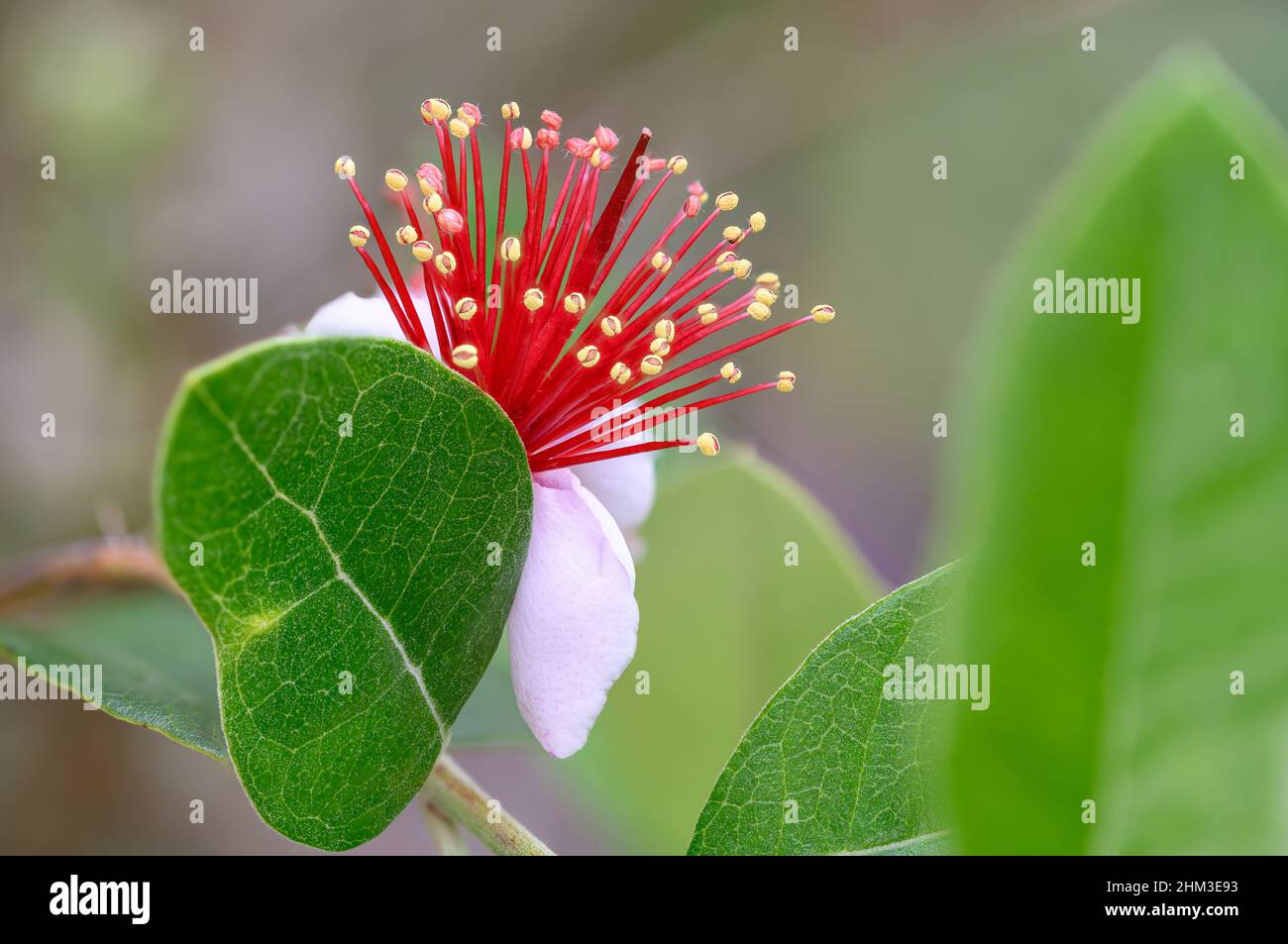 Acca sellowiana is a species of flowering plant in the myrtle family, Myrtaceae. It is native to the highlands of southern Brazil, eastern Paraguay, U Stock Photo