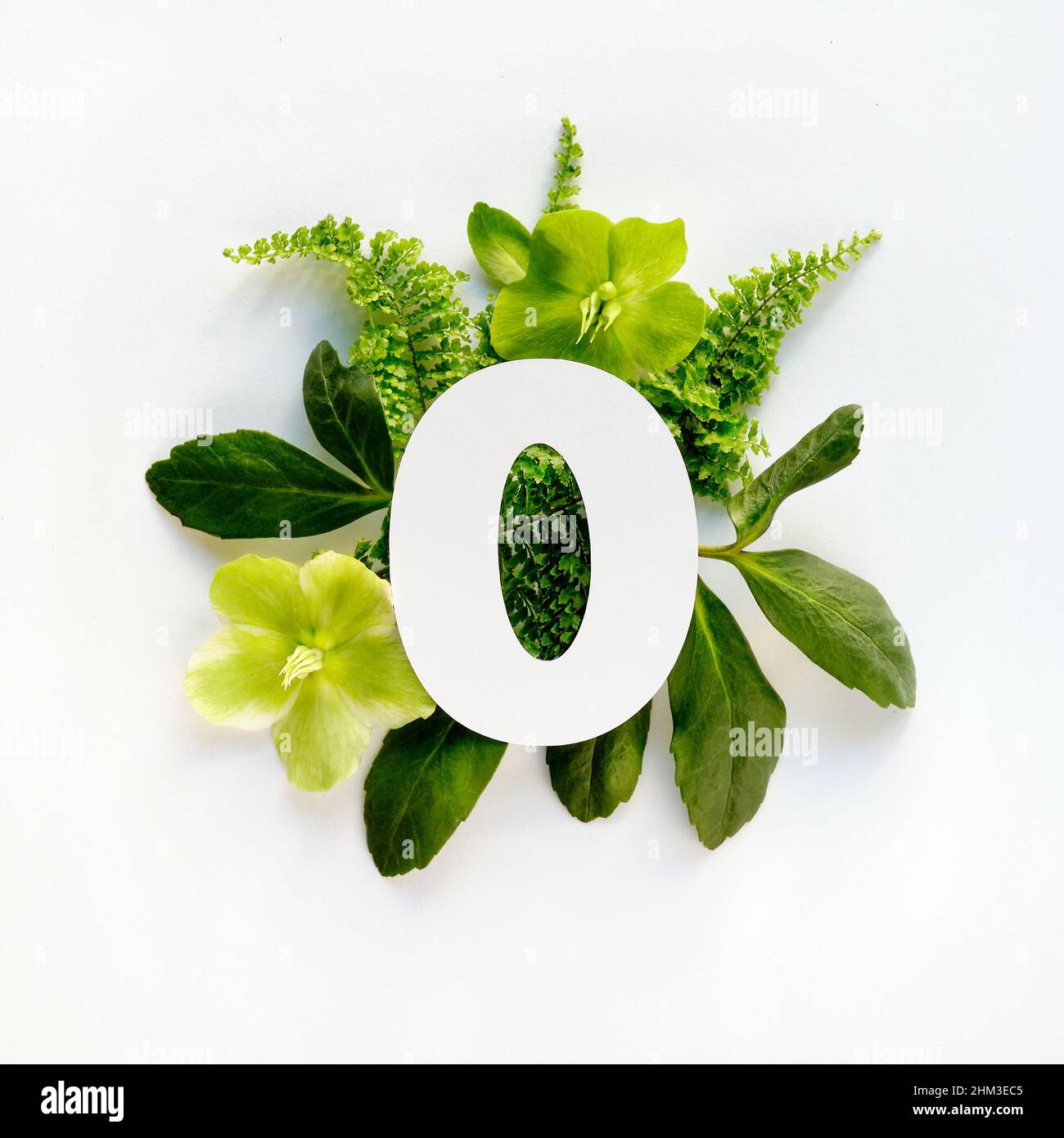 Number four cut out of white paper. White and green helleborus winter rose flowers, fern leaves. Stock Photo