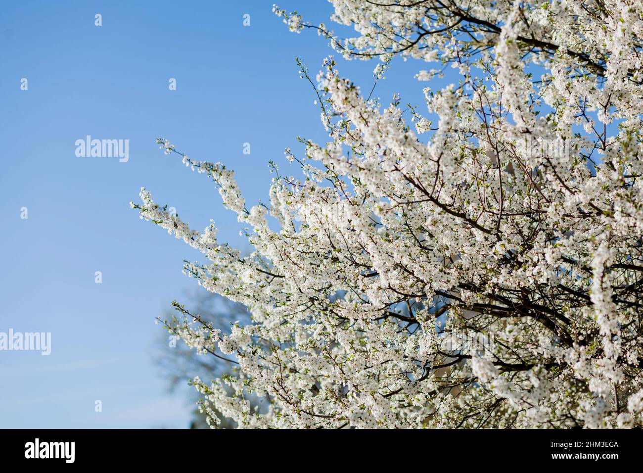 cherry blossoms in spring. Beautifully blossoming tree branch Stock ...