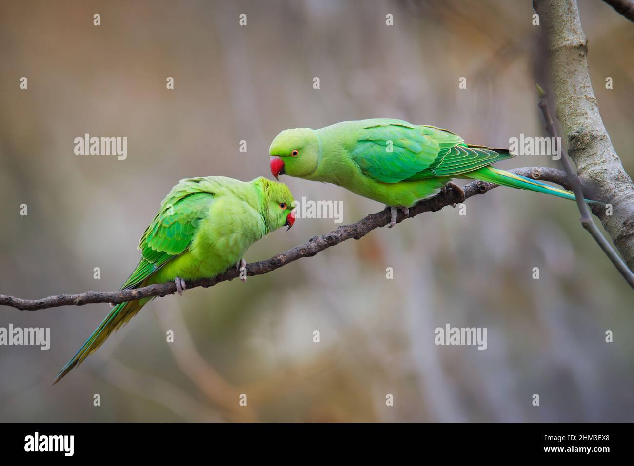 Although Indian Ringnecks come in many colors, the normal green is sti... |  Talking Parrot | TikTok