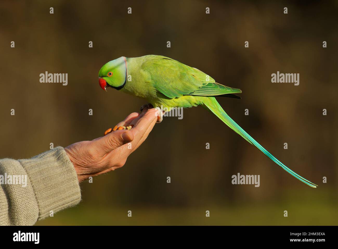 Premium Photo | Portrait of a cute rose ringed parakeet or also known as  the green parrot sitting on top of the tree