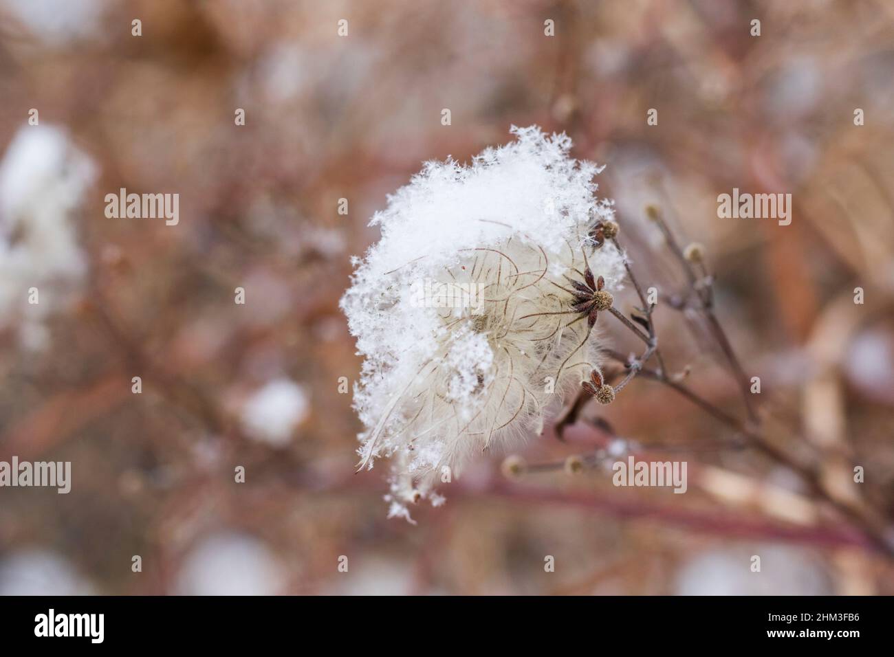 Snow on the plant, winter snow macro, brown and red colors Stock Photo ...
