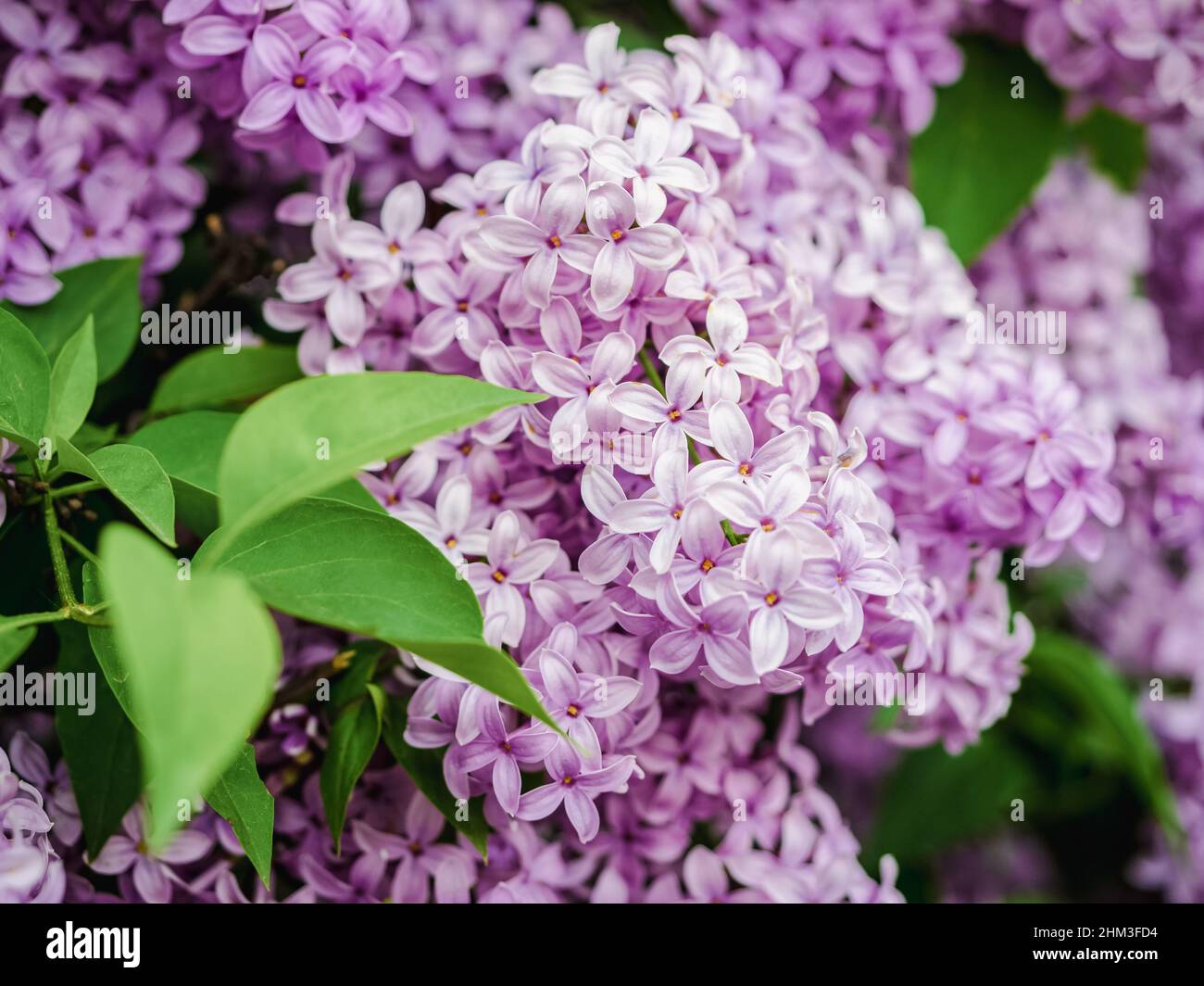 a lot of spring lilac flowers on lilac bush outdoor and close up in a spring day Stock Photo