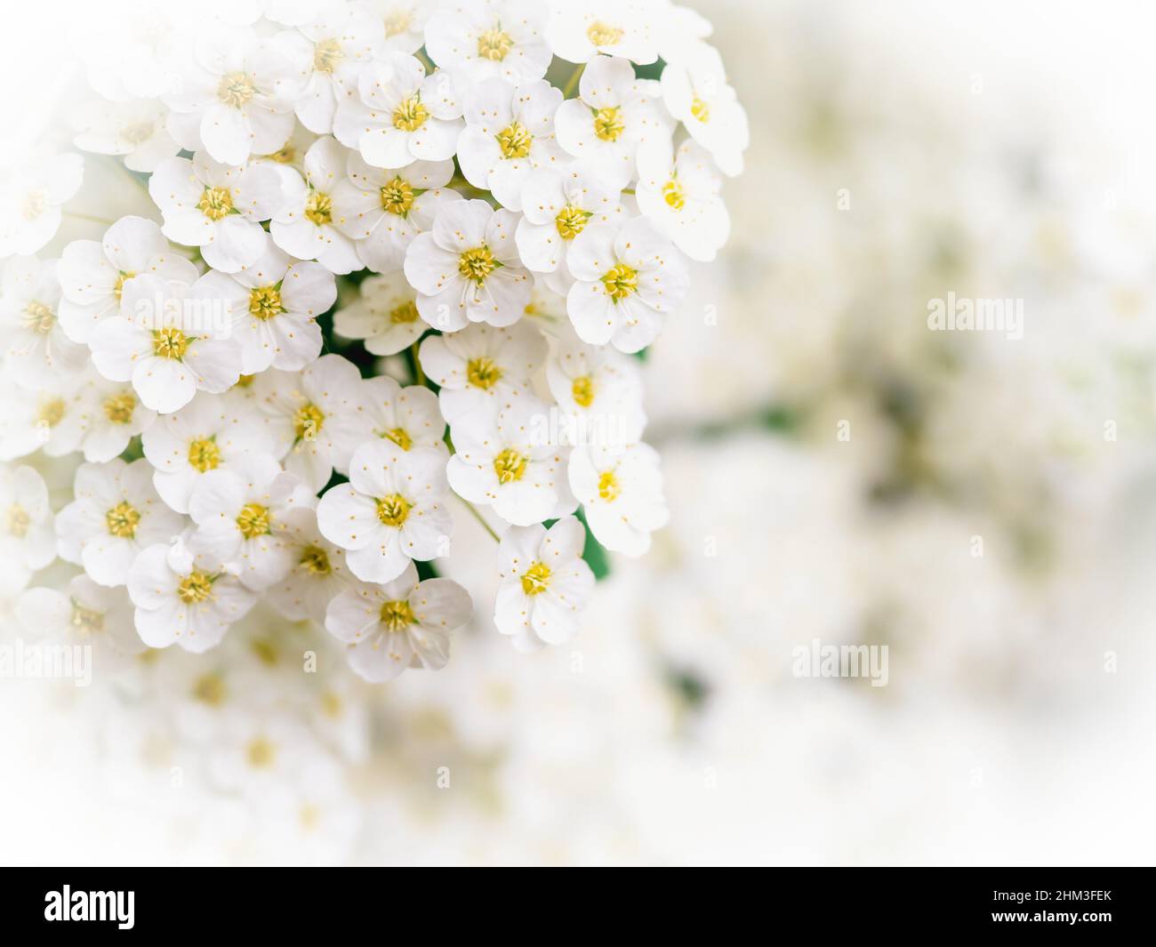 a spirea flowers bush, close up photo with copy space Stock Photo