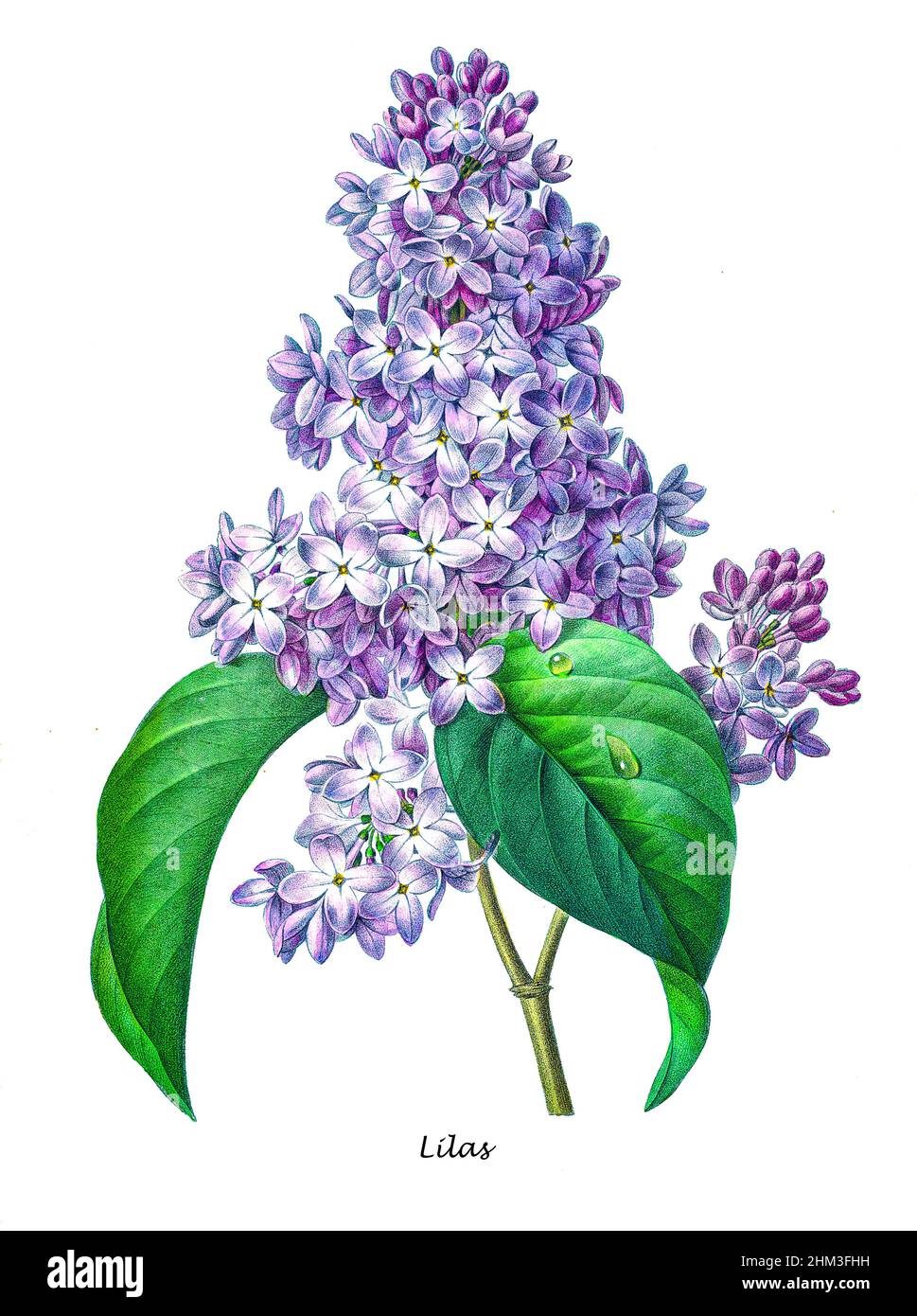 19th-century hand painted Engraving illustration of a Lilac (Lilas) (Syringa vulgaris) (flower, by Pierre-Joseph Redoute. Published in Choix Des Plus Belles Fleurs, Paris (1827). by Redouté, Pierre Joseph, 1759-1840.; Chapuis, Jean Baptiste.; Ernest Panckoucke.; Langois, Dr.; Bessin, R.; Victor, fl. ca. 1820-1850. Stock Photo
