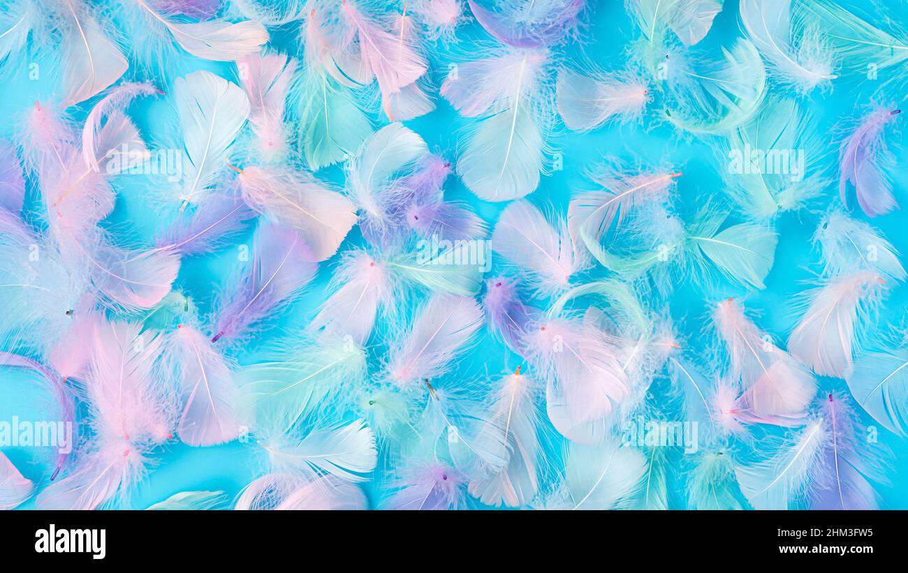 Pastel colored feathers on a blue background. Top view. Stock Photo