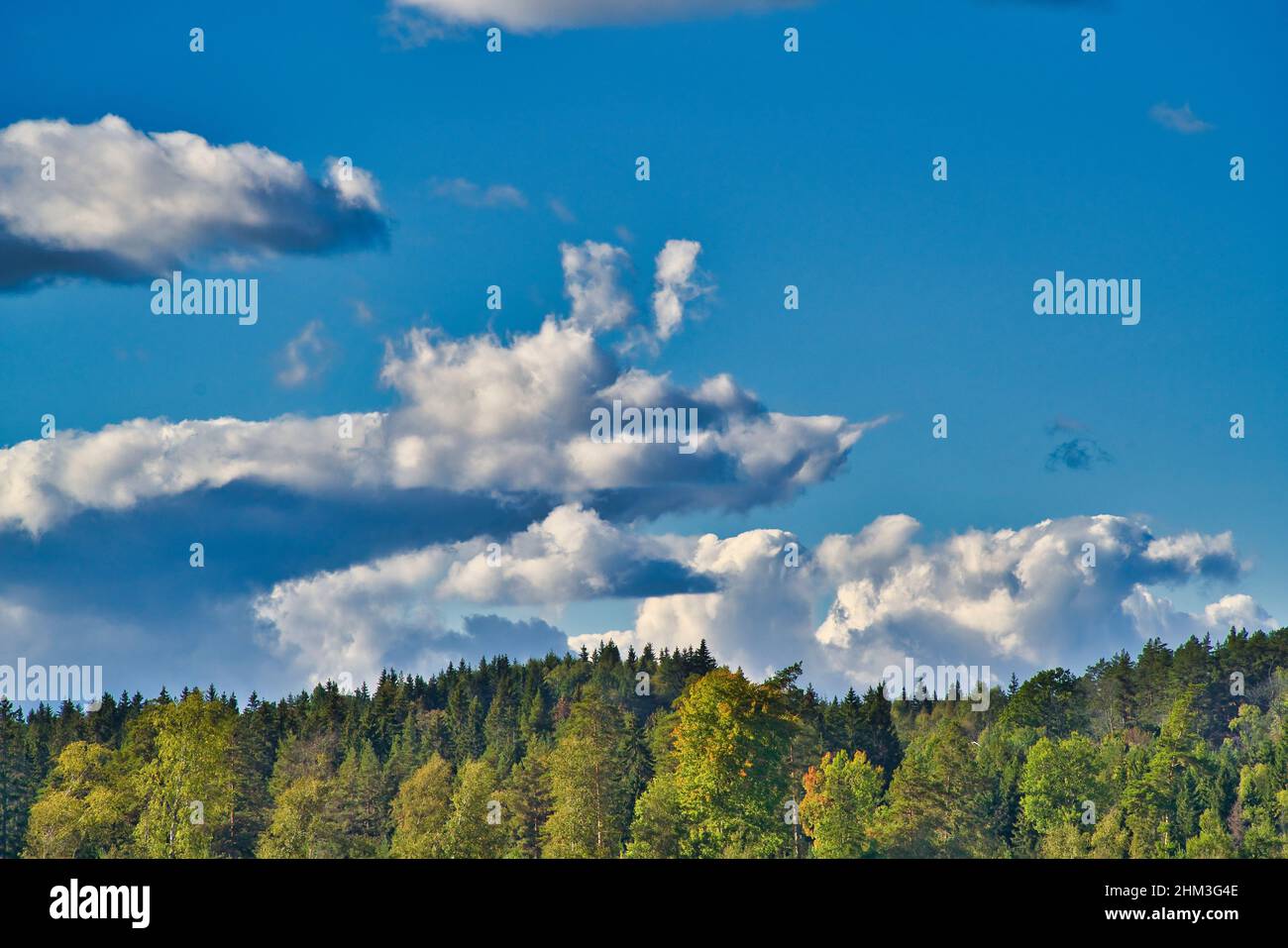 blue sky background with white Cloud look like a animal maybe rat or mouse, with forest in the foreground Stock Photo