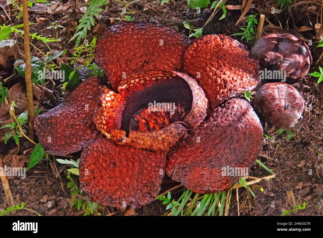 Rafflesia keithii is a parasitic plant endemic to Borneo. With flowers growing up to 1m in diameter, it is one of the biggest flowers in the World. Stock Photo