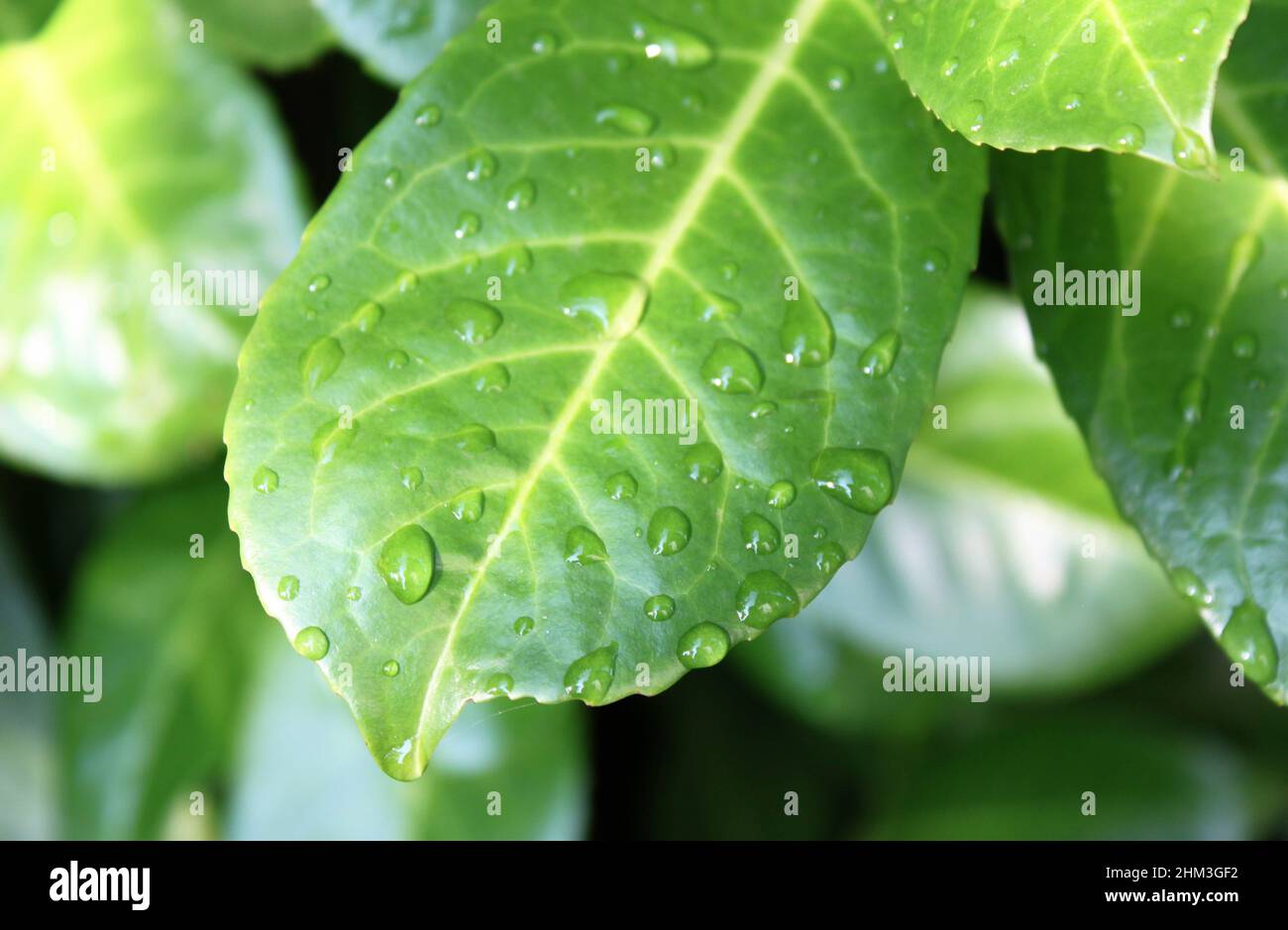 Green leaf with veins close up Stock Photo - Alamy