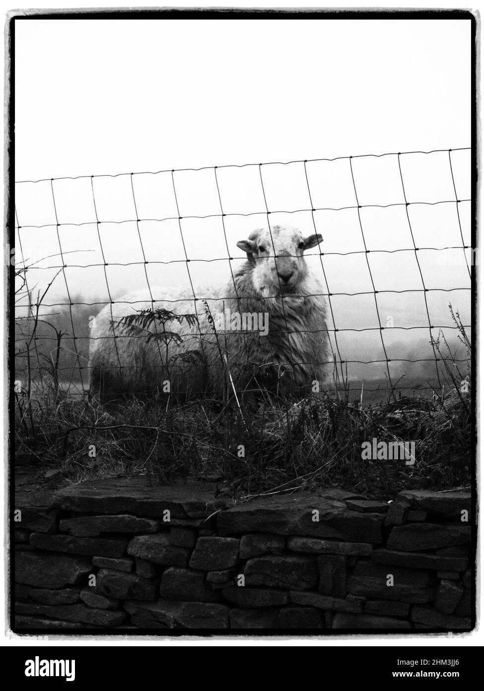 Sheep looking on. Llangeinor, Bridgend, Wales Stock Photo