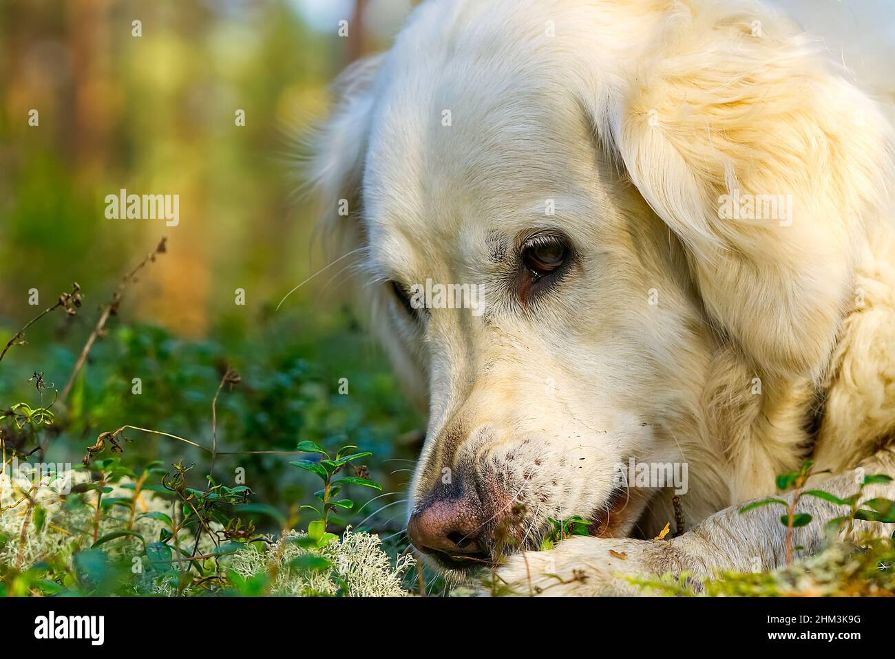 Golder Retreiver dog, in the park, smiling, laying around. Retriever dog. Stock Photo