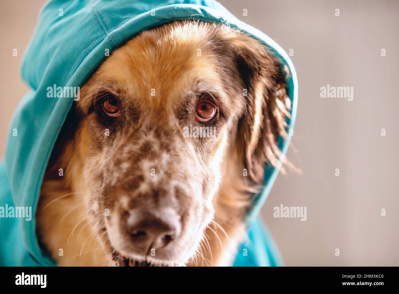 Funny big dog wearing bright blue hoodie sitting, face portrait, copy space Stock Photo