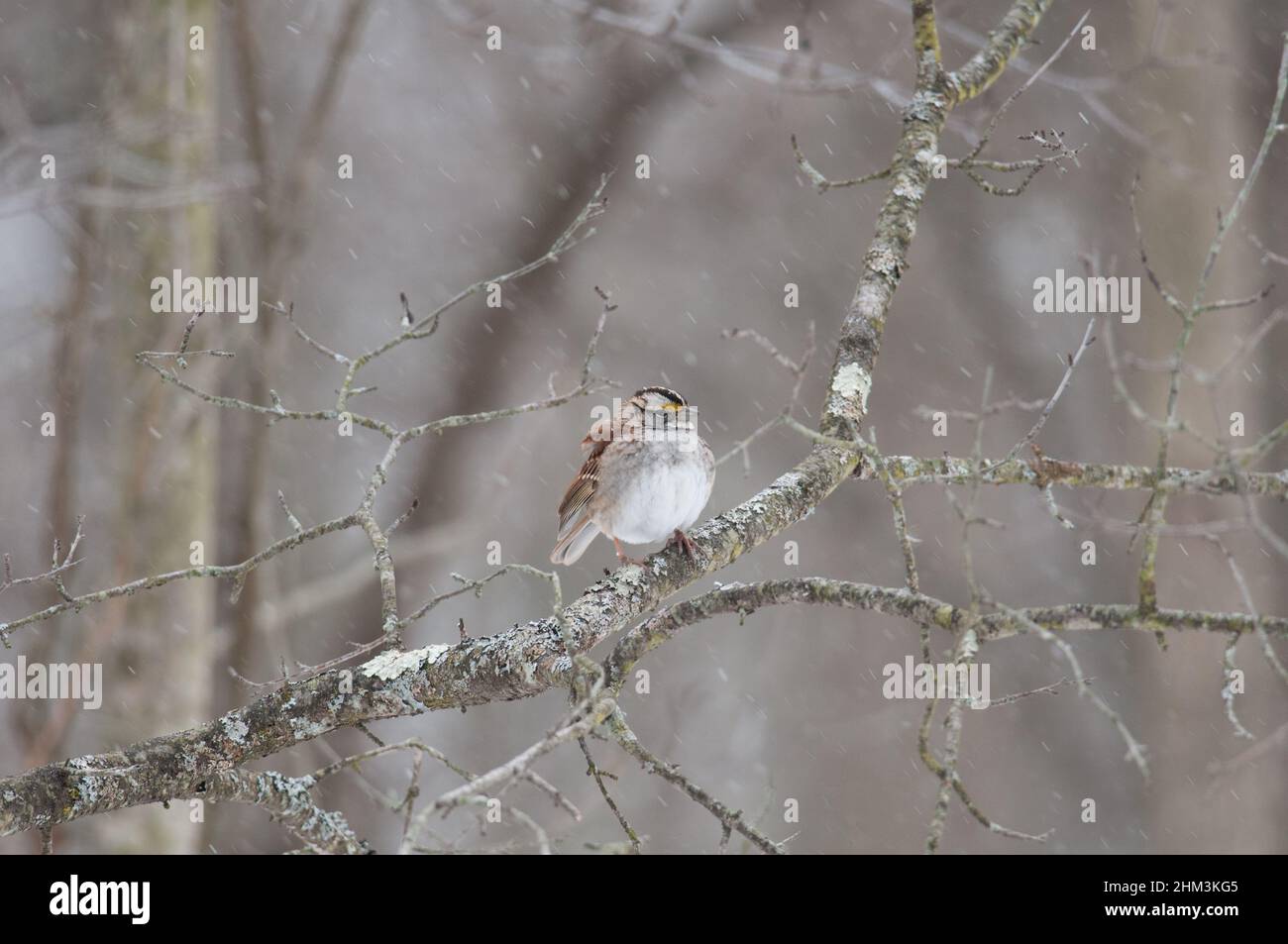 White-Throated Sparrow in a tree during snow storm Stock Photo