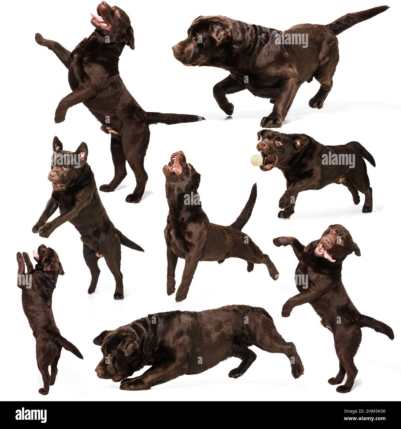 Set of images of chocolate color dog, labrador isolated over white