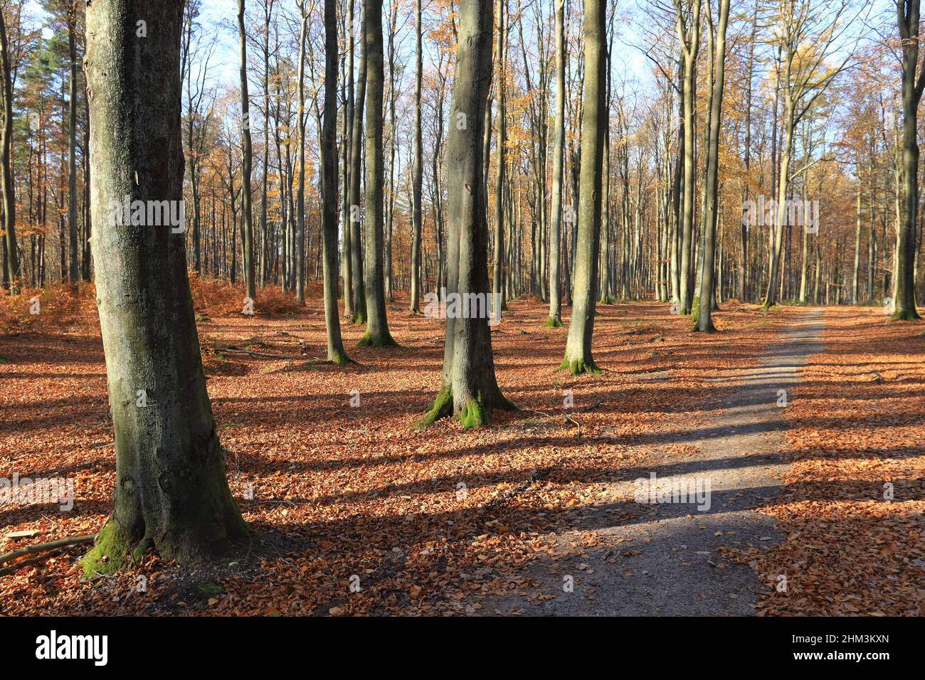 Pathway through the autumn forest Stock Photo