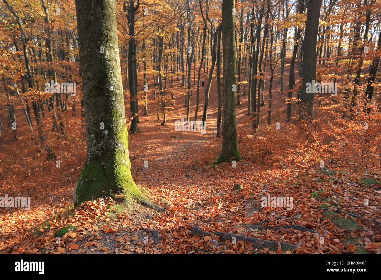 Sunny day in Autumnal forest, yellow orange trees. Real landscape of autumn Stock Photo
