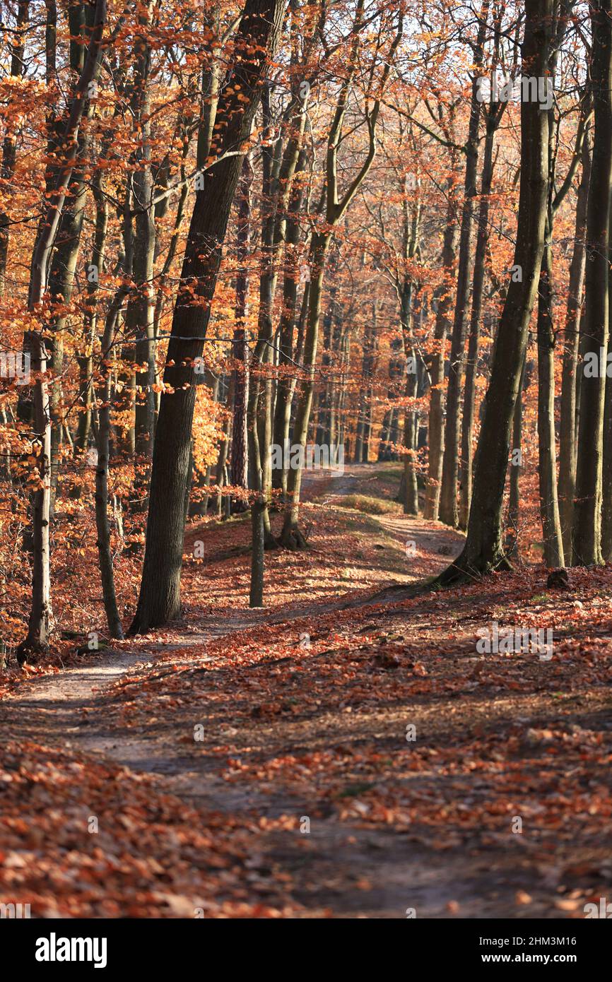 Pathway through the autumn forest, vertical photo Stock Photo