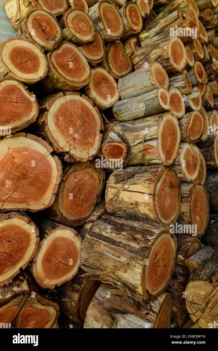 Trees cut up for firewood to burn in the stove during Winter Stock Photo