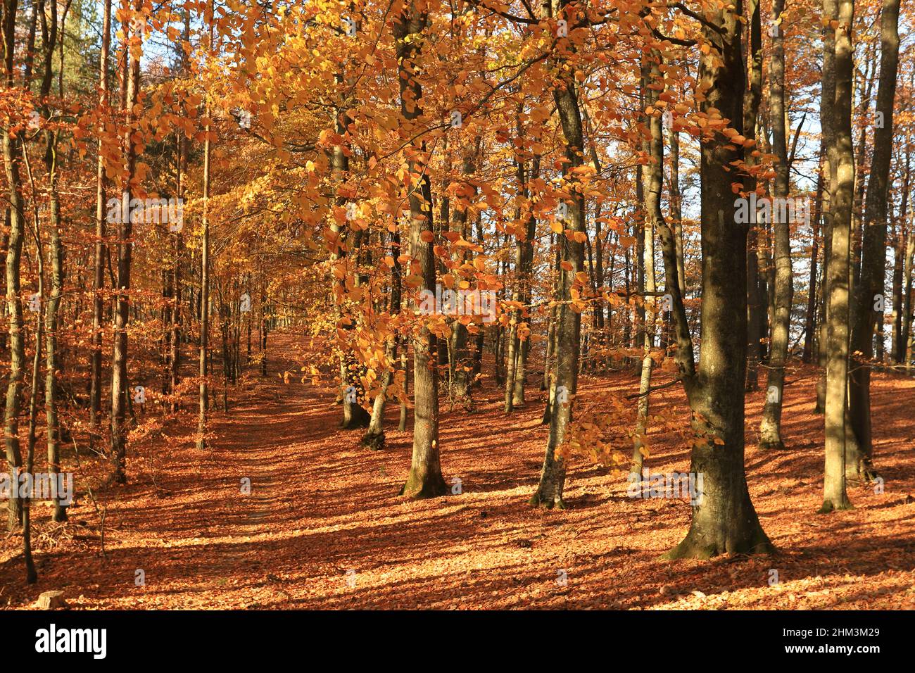Colorful and bright autumn forest Stock Photo