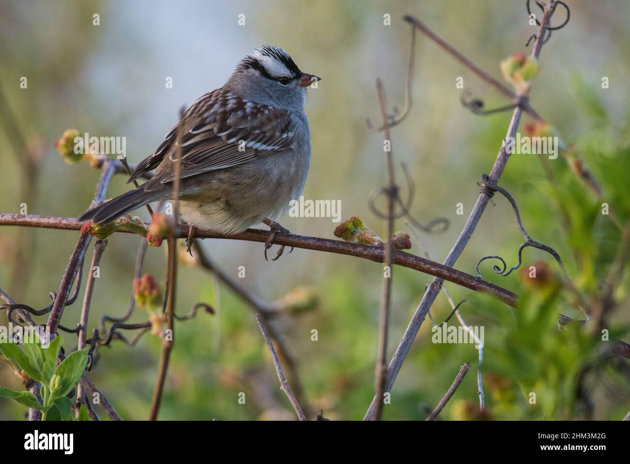 White-Crowned Sparrow perched amongst foliage Stock Photo