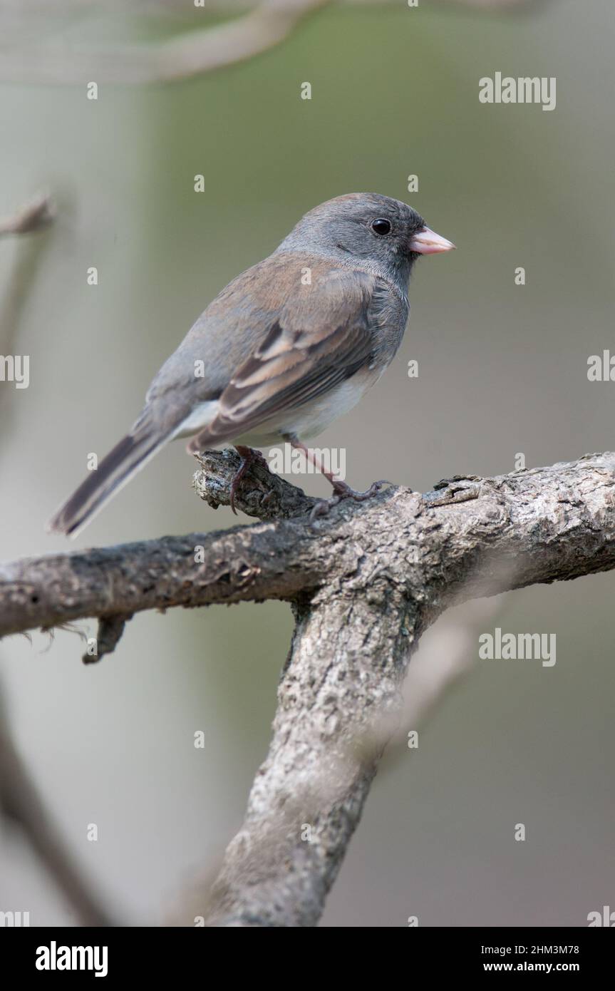 Dark-Eyed Junco perched on branch outside a home in New York Stock Photo