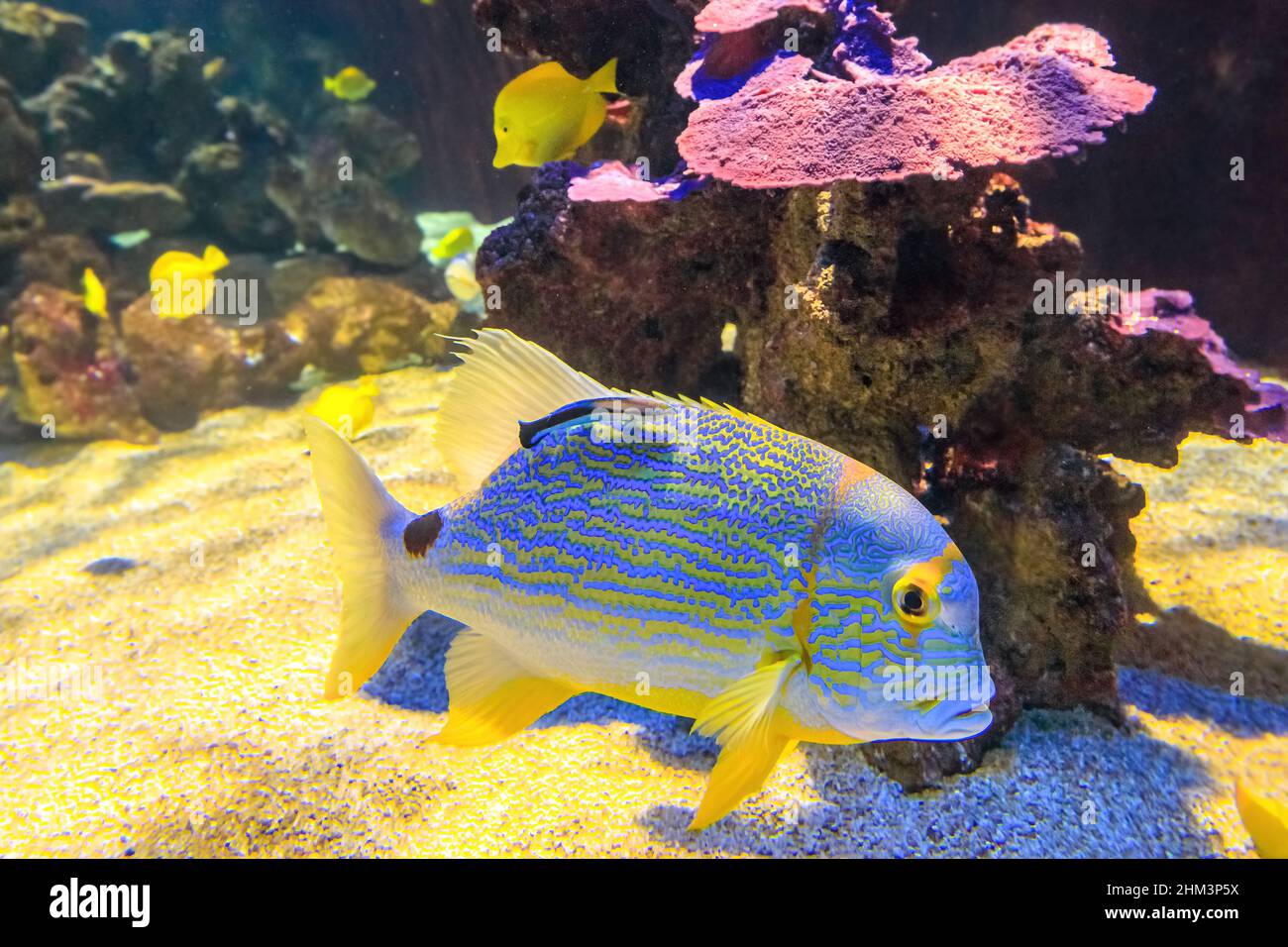 Close up of a Sailfin snapper fish or blue-lined sea bream in coral reef. Symphorichthys spilurus species living in Indian Ocean and western Pacific Stock Photo