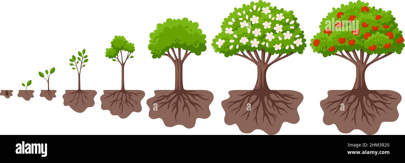 Tree growth cycle. Agriculture growing plant, apple bush change. Isolated planting concept, cartoon garden fruits blossom. Germinating seed, garish Stock Vector