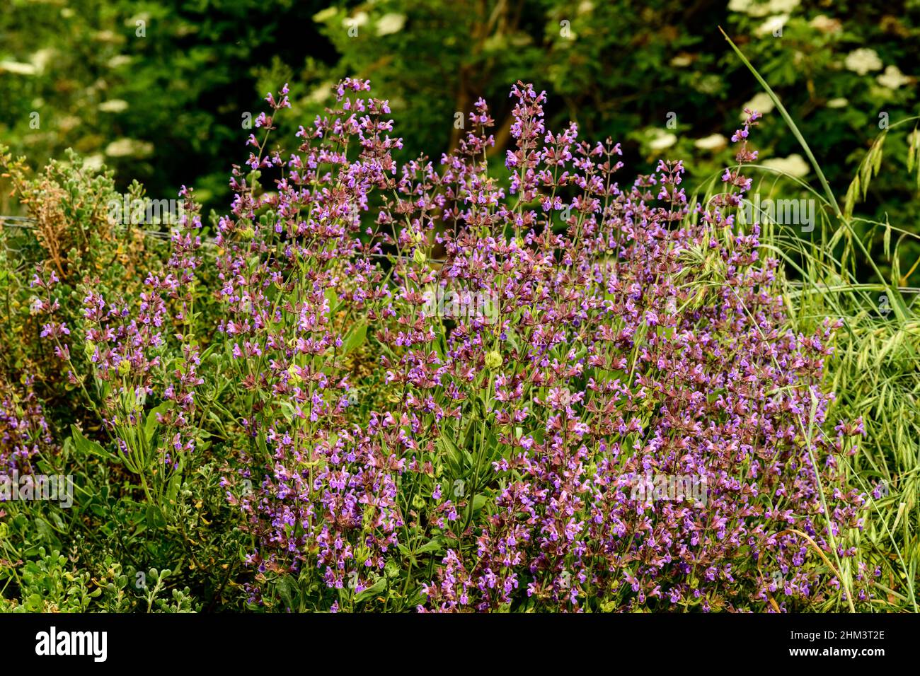 Sage going feral  in the garden can create a stunning display Stock Photo