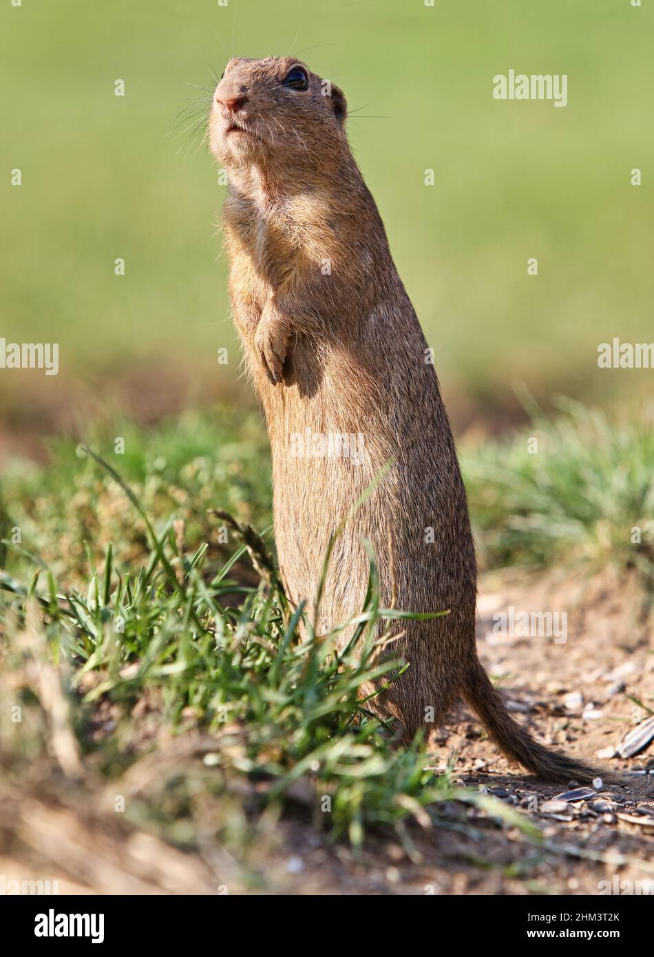 Ground squirrel Spermophilus citellus European, curious in the grass Stock Photo