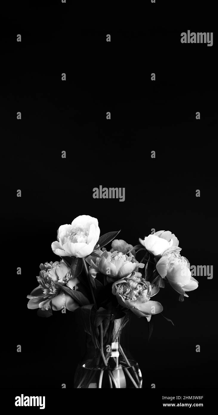 Bouquet of peonies in glass vase on black background with copy space vertical banner. Black and white photo. Floral card, poster design. Selective foc Stock Photo