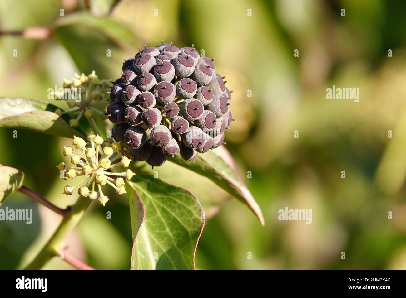 Purple ripe berries of common ivy Stock Photo