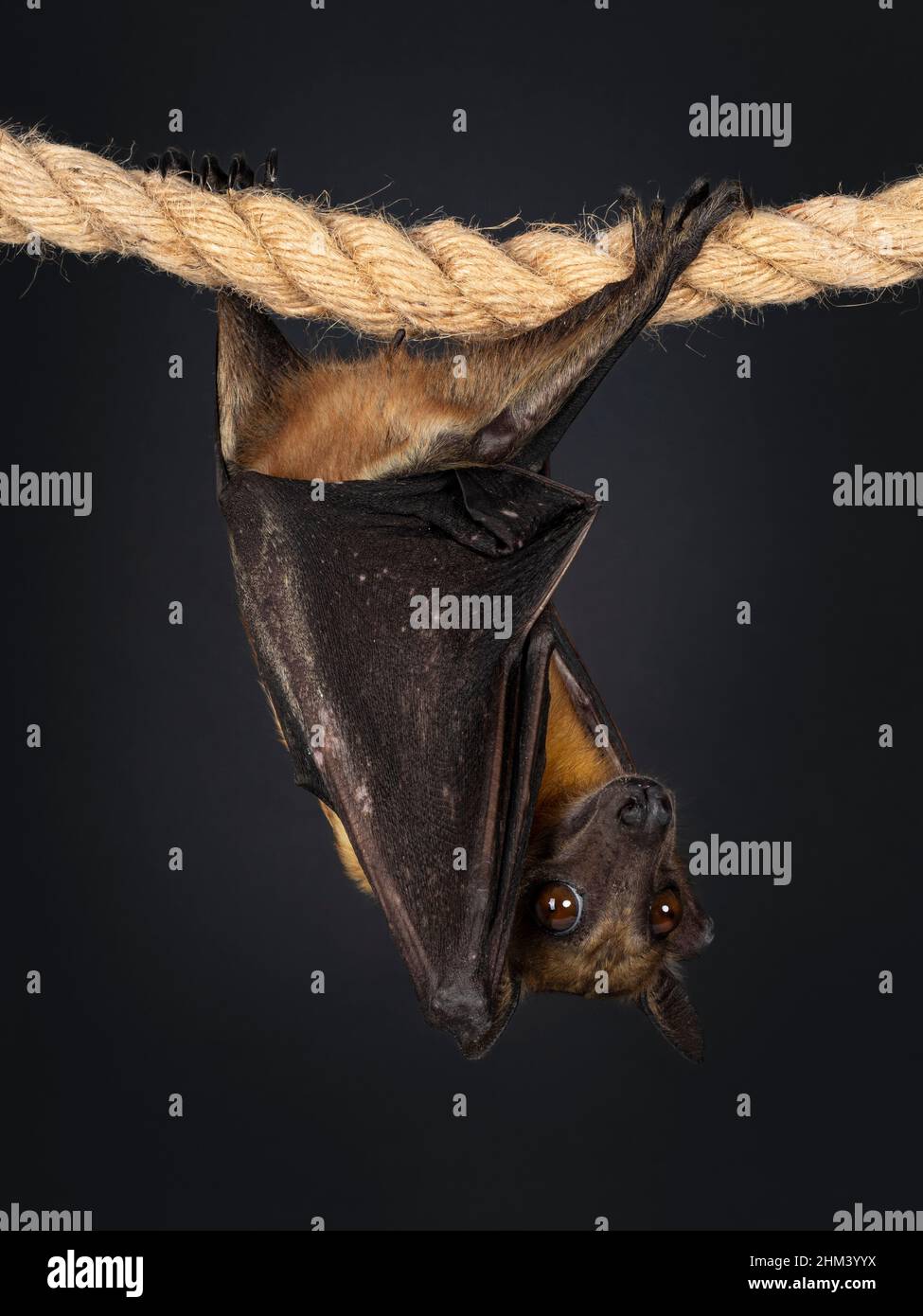 Young adult flying fox, fruit bat aka Megabat or chiroptera, hanging backwards on sisal rope. Looking from behind wings to camera. Isolated on black b Stock Photo