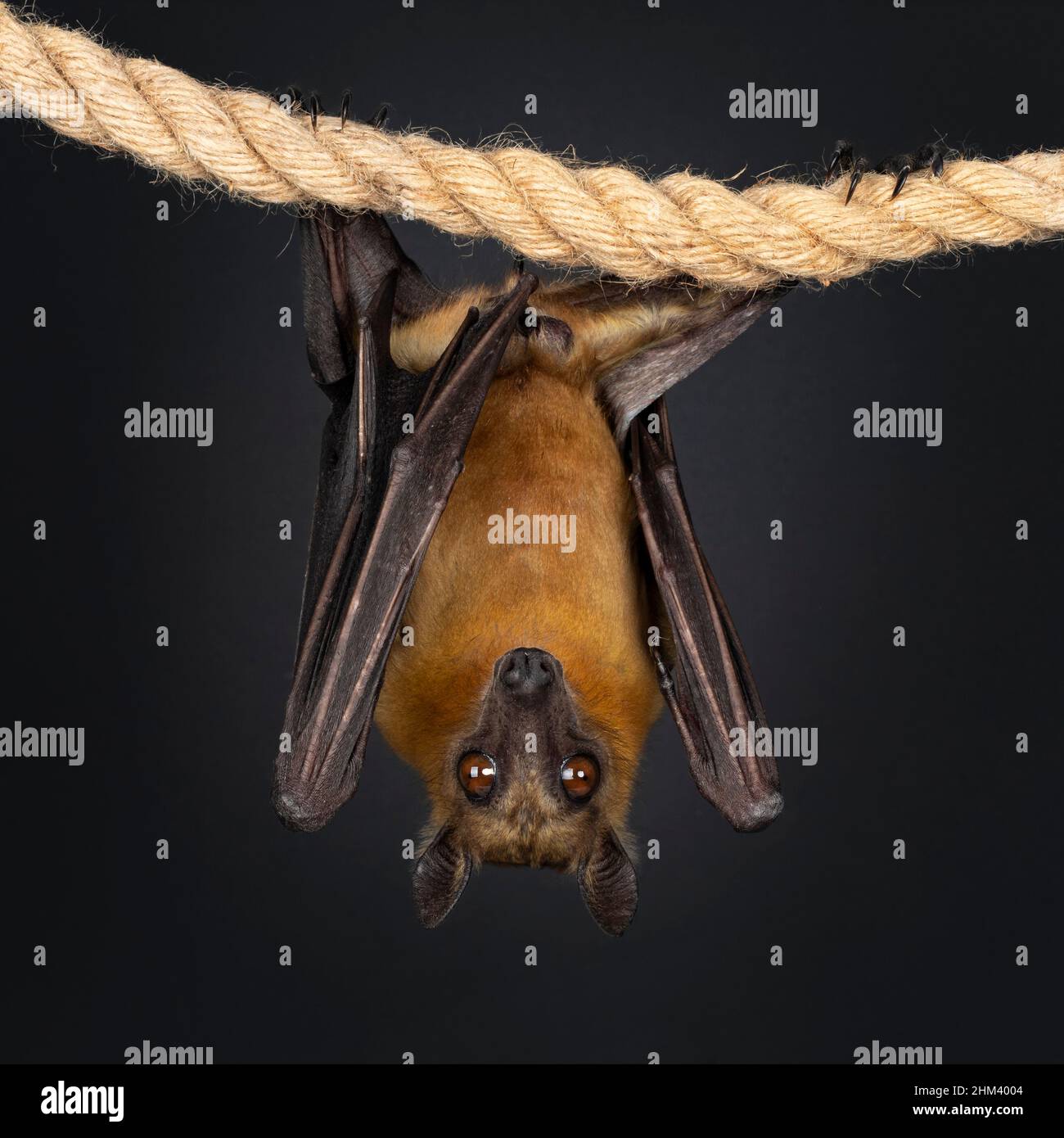 Young adult flying fox, fruit bat aka Megabat or chiroptera, hanging on sisal rope facing front side. Looking straight to camera. Isolated on black ba Stock Photo