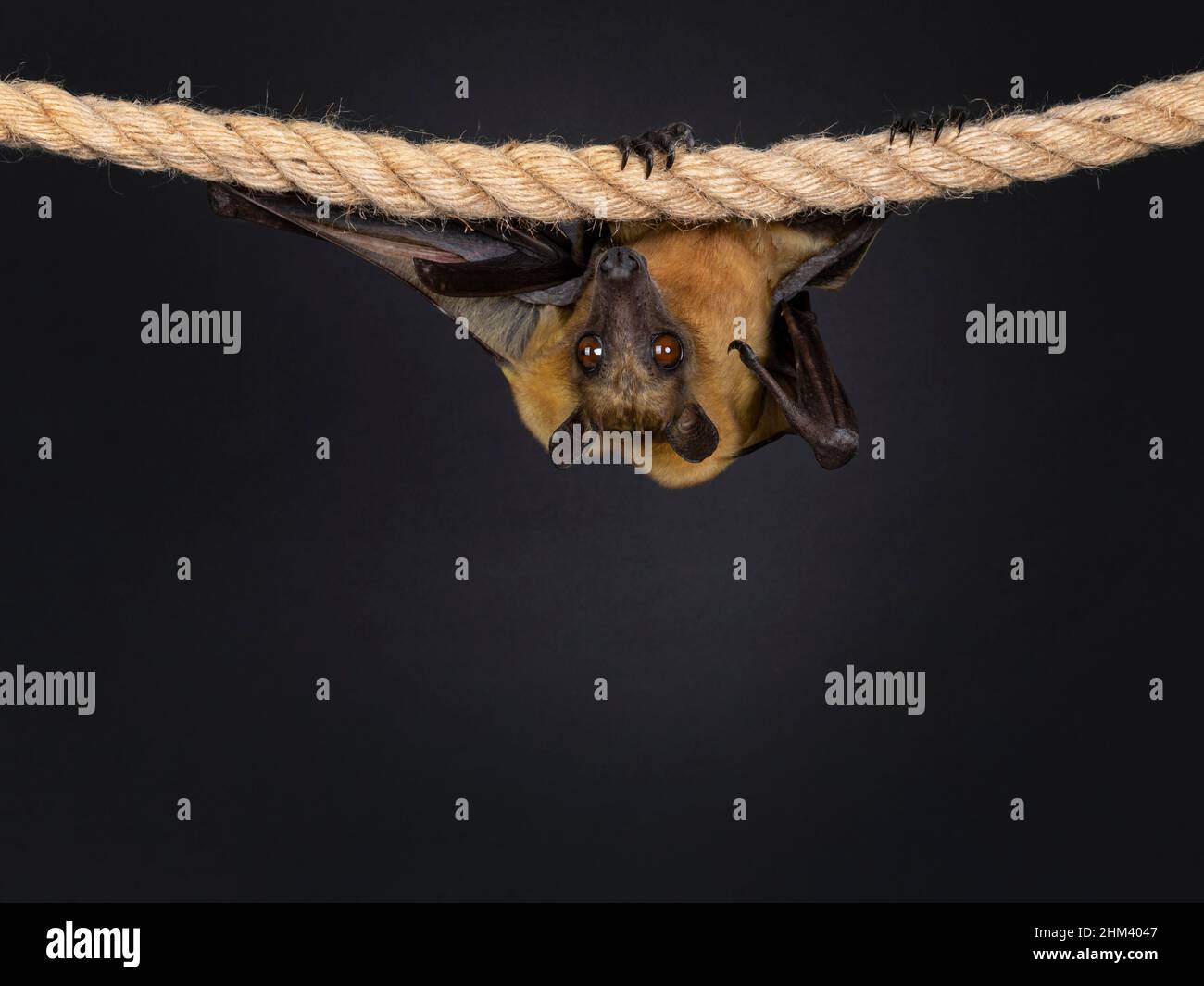 Young adult flying fox, fruit bat aka Megabat or chiroptera, hanging on sisal rope facing front side. Looking  straight to camera. Isolated on black b Stock Photo
