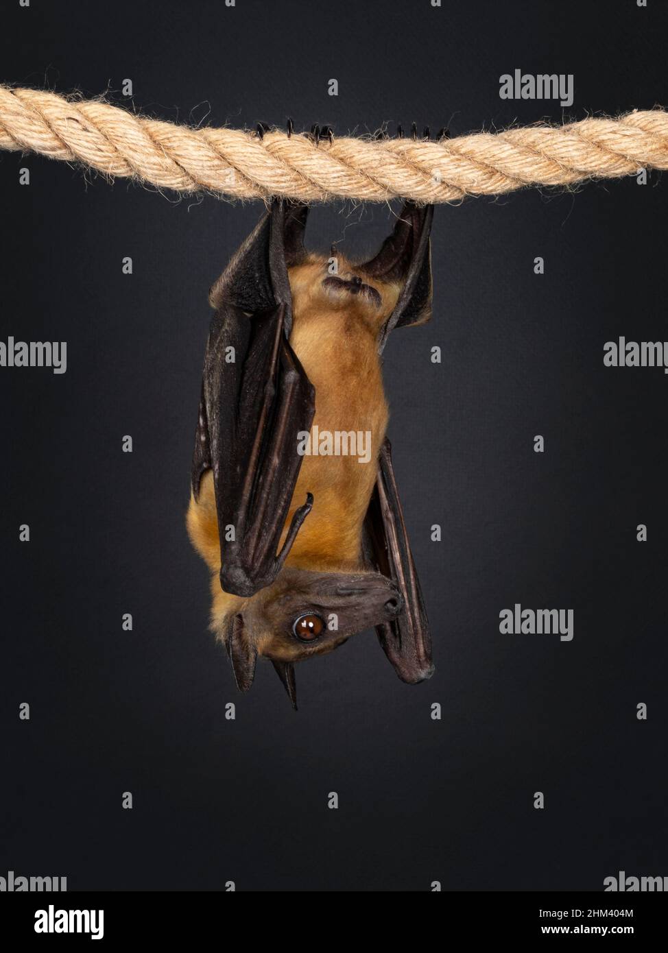 Young adult flying fox, fruit bat aka Megabat or chiroptera, hanging on sisal rope facing side ways. Looking to the side away from camera. Isolated on Stock Photo
