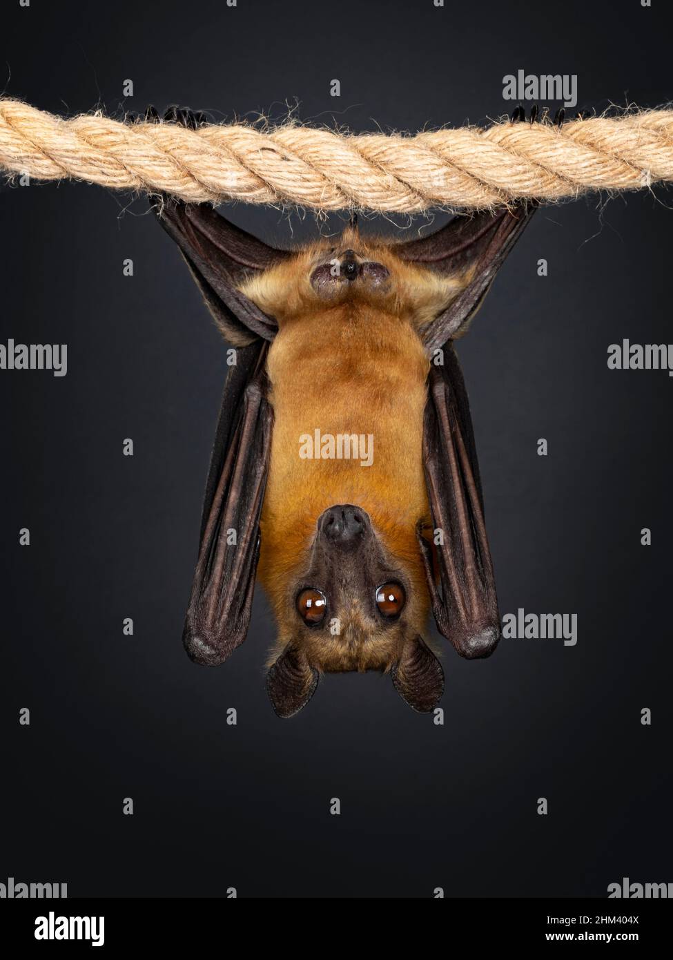 Young adult flying fox, fruit bat aka Megabat or chiroptera, hanging on sisal rope facing front side. Looking straight into lens. Isolated on black ba Stock Photo