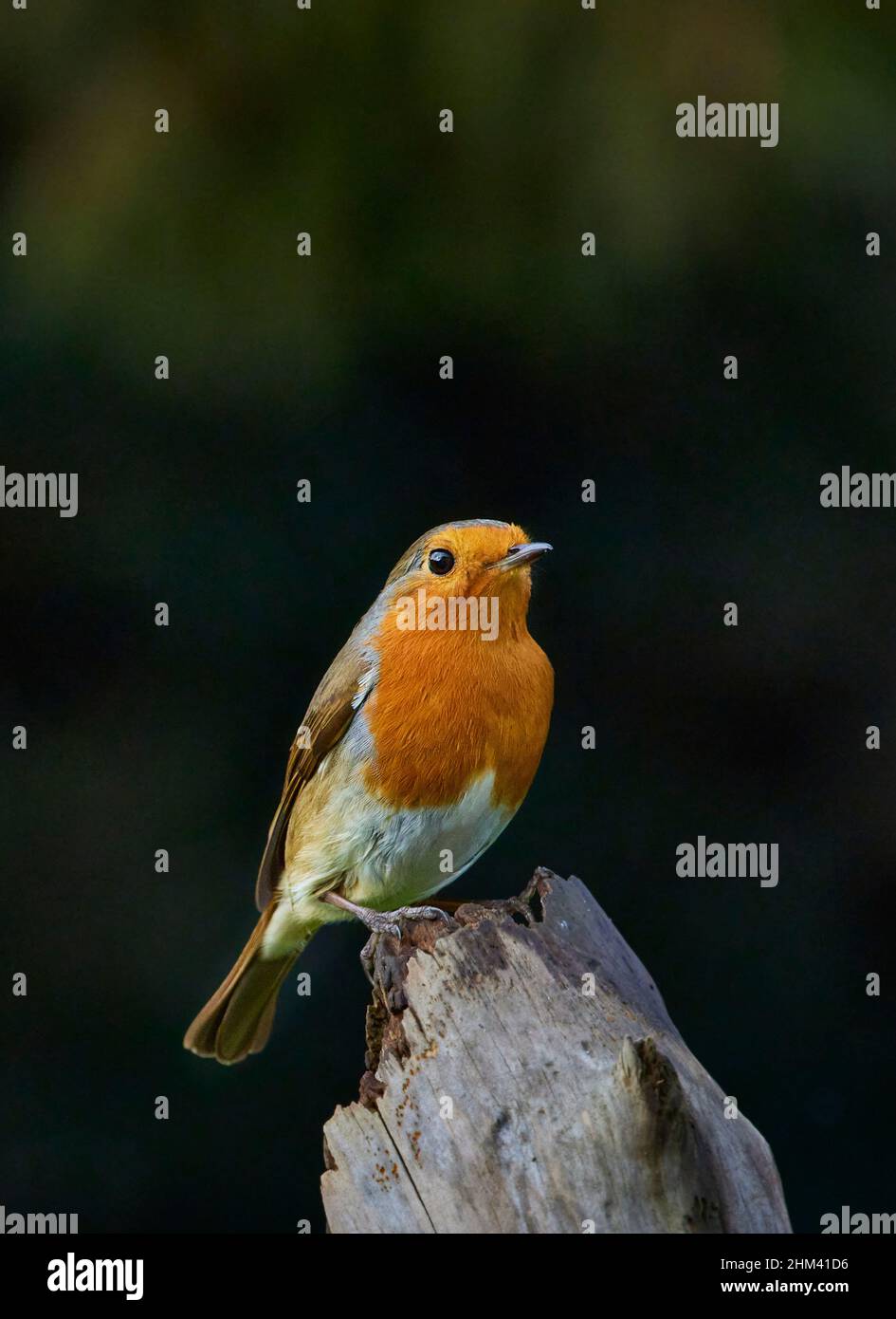 A robin ( Erithacus Rubecula) sat waiting on a large branch with a green blurred background in a garden in the UK Stock Photo