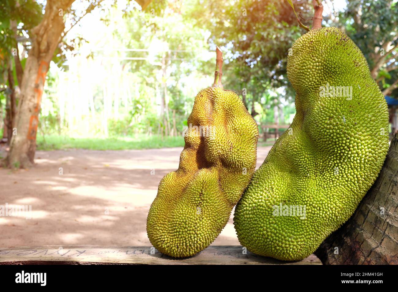 Two fresh harvested jackfruit with copy space. Tropical fruit closeup Stock Photo Alamy
